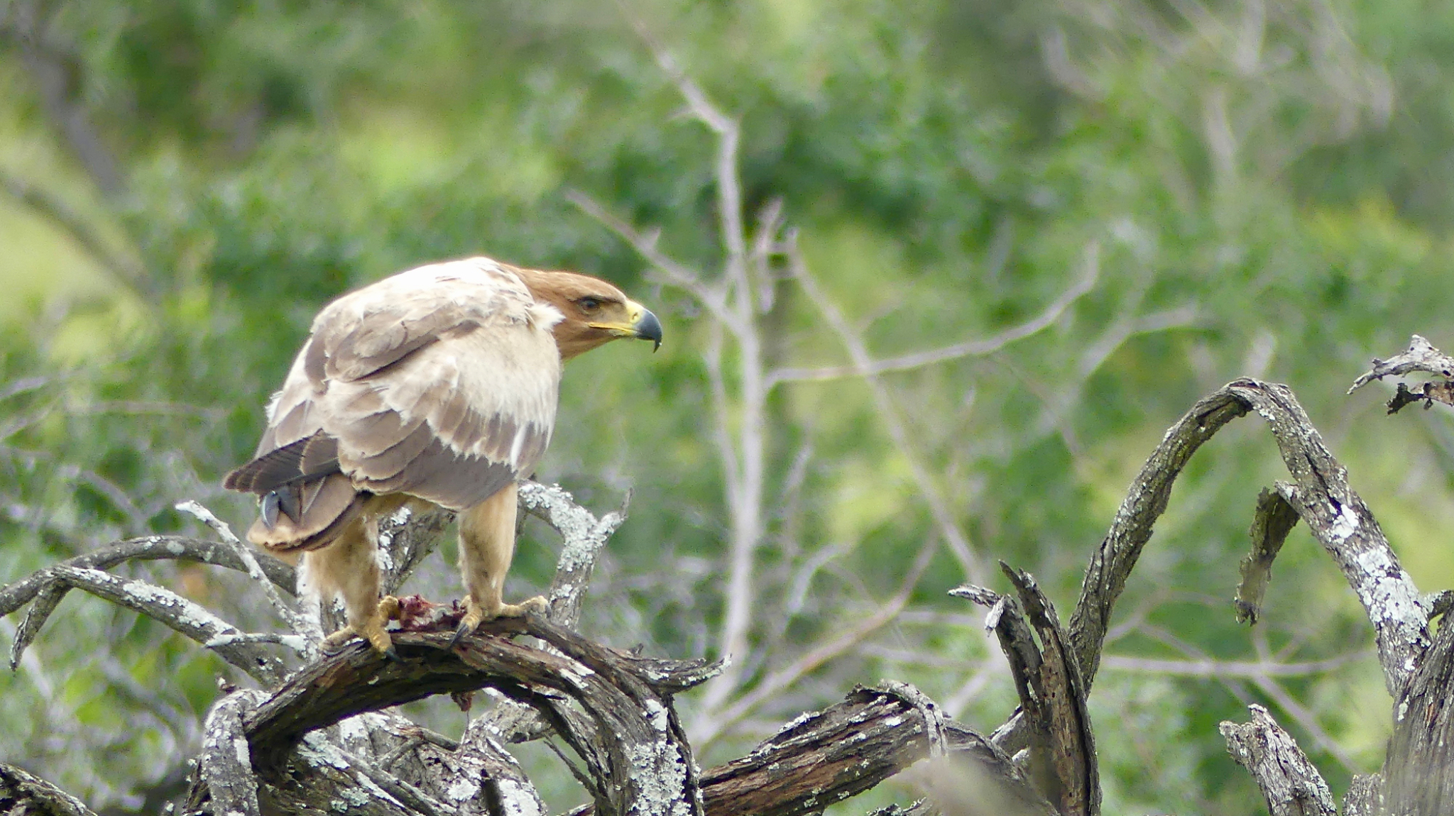 Tawney Eagle